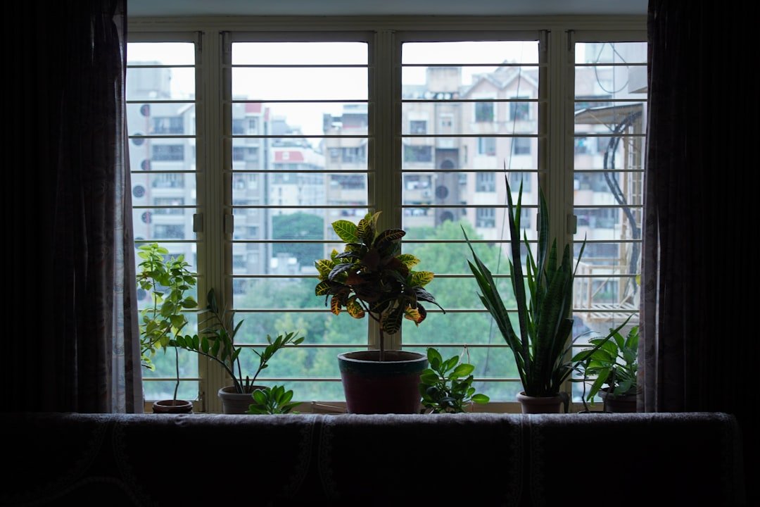 Potted plants on a windowsill overlooking buildings